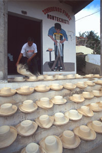 Montecristi Panama hats drying in sun