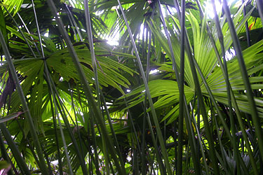 Beneath a canopy of Panama hat plants