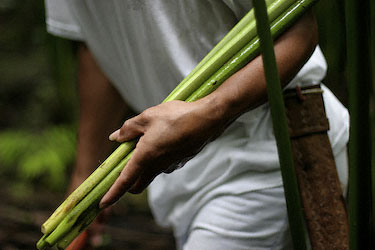 Carrying cogollos from a Panama hat plant
