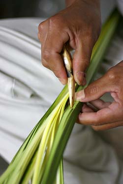 Simon uses the tip of a deer antler to pierce the leaf shoots of a cogollo as part of his process to make straw.